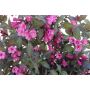 Weigela Minor Black Standard 12" Patio Pot