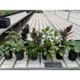 Trendy Tropicals 6"
