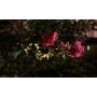 10 Piece Solar Starburst String Lights