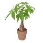 5” Money Tree In Clay Pot