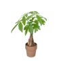 Arbre à Argent 5” dans Pot en Argile