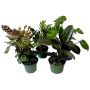 Plantes tropicales assorties6"