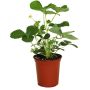 Pot de patio fraise 5,5"