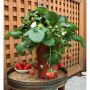 Pot de patio fraise 5,5"