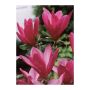 Magnolia Susan 5 Gal