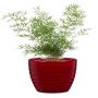Pot céramique rouge foncé 11"
