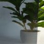 Decorative Privacy Mirrored Energy 24"x74"