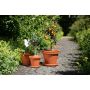 Pot en Terre Cuite 12,25"
