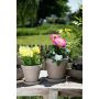 Pot Basalt Terre Cuite 6,2"