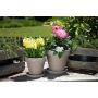 Pot Basalt Terre Cuite 6,2"