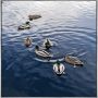 Ducks Swimming Framed Print 24" x 36"