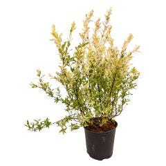 Dappled Willow 2 gal