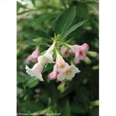 125 cm Sonic Bloom Pearl Weigela 2 gal Shrub
