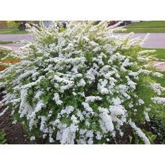 Bridal Wreath Spirea 2 gal