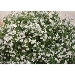 50 cm Yuki Snowflake Deutzia 2 gal Shrub