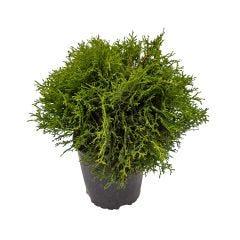 Little Giant Globe Cedar 1 Gal