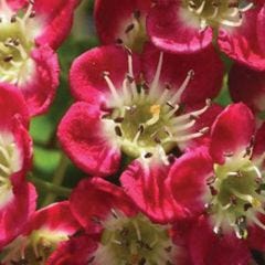800 cm Crimson Cloud Hawthorn 7 gal Tree