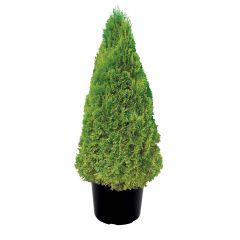 Emerald Cedar 5 gal