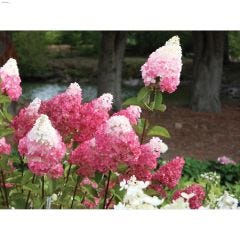 200 cm Vanilla Strawberry Hydrangea 2 gal Shrub