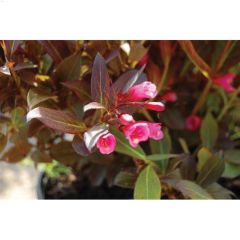 200 cm Wine & Roses Weigela Standard 5 gal Tree