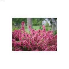 125 cm Sonic Bloom Pink Weigela 2 gal Shrub