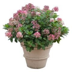 Little Quick Fire Hydrangea PW 2 gal
