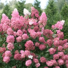 175 cm Fire Light Hydrangea 2 gal Shrub