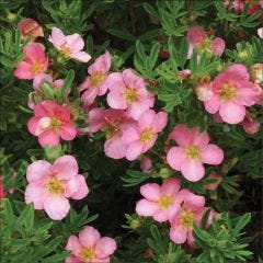 50 cm Pink Beauty Potentilla 2 gal Shrub
