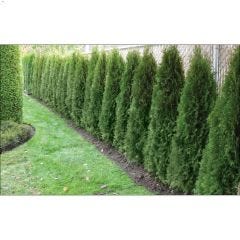 500 cm Brandon Cedar 1 gal Evergreens Shrub