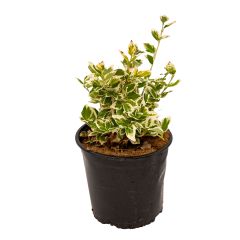 Emerald Gaiety Euonymus 1 Gal