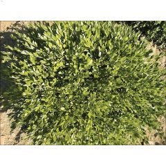 100 cm Green Velvet Boxwood 2 gal Broadleaf Evergreen Shrub