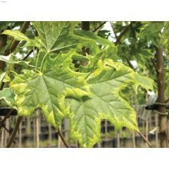 1000 cm Harlequin Norway Maple 7 gal Tree