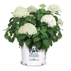 Incrediball Hydrangea 2 Gal