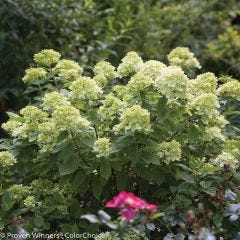 125 cm Little Lime Hydrangea 2 gal Shrub