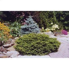 Nest Spruce 3 Gal