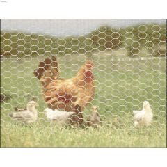 2\" x 24\" x 25' Hot Dipped Galvanized Poultry Netting