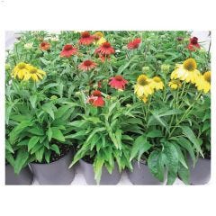 2g Assorted Perennial Plant