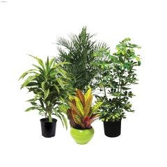 4\" Assorted Tropical Plants