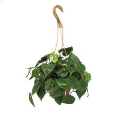 8\" Tropical Hanging Basket