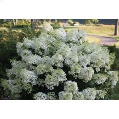 Bobo Hydrangea PW 2G