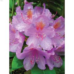4.5\u201d \u2018Red Fox\u2019 Veronica Perennial