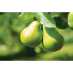 Assorted 7 Gallon Fruit Trees