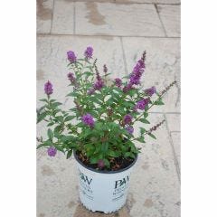 Violet Butterfly Bush