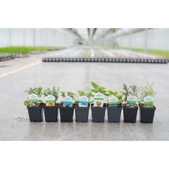 3.5" Assorted Herbs