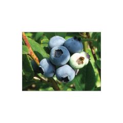 Blueberries