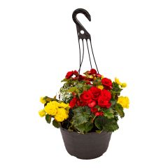 12" Deluxe Assorted Hanging Basket
