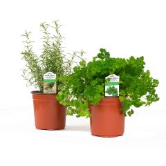 6" Assorted Herbs