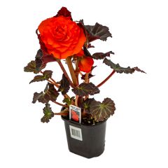 4" Annuals