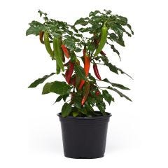 4" Vegetable