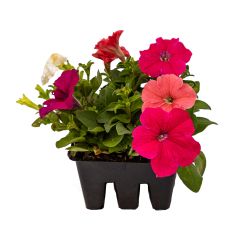 Assorted Annual Bedding Plant-6/Pack